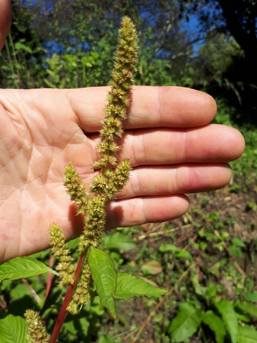Amaranthus powellii