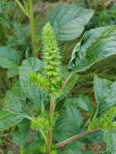 Amaranthus retroflexus