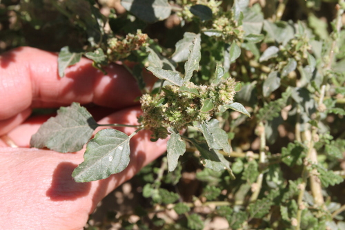 Amaranthus standleyanus