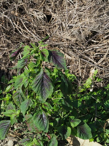 Amaranthus tricolor