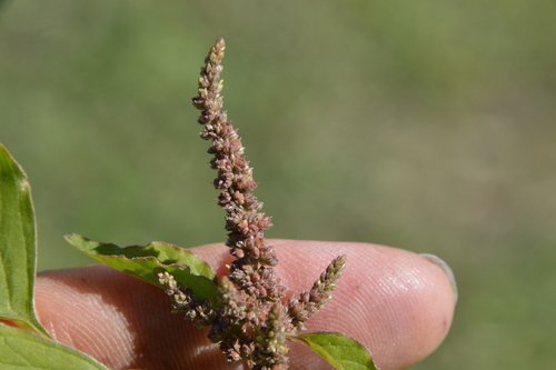 Amaranthus viridis