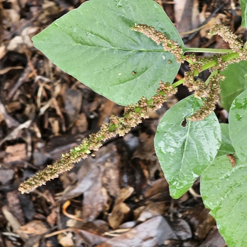 Amaranthus viridis