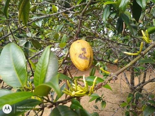 Ambelania acida