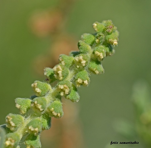 Ambrosia maritima