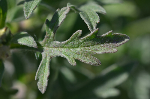 Ambrosia maritima