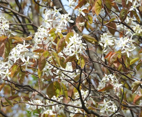 Amelanchier arborea
