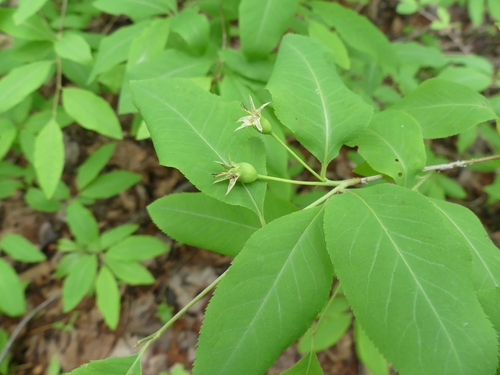 Amelanchier bartramiana