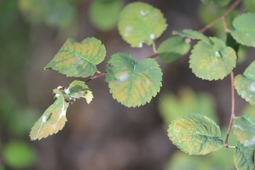 Amelanchier cusickii