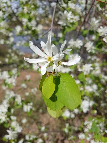 Serviceberry