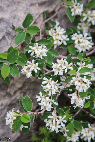 Amelanchier parviflora