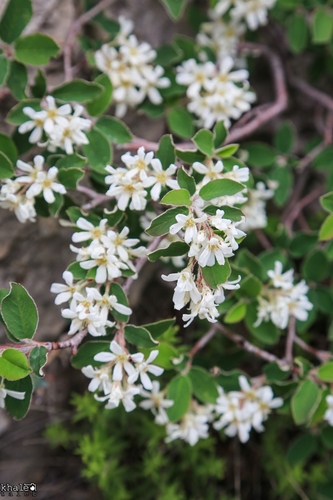 Amelanchier parviflora