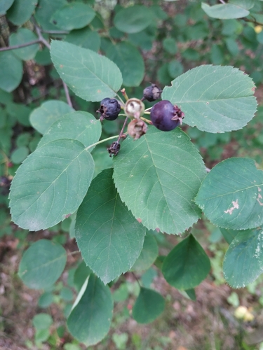 Amelanchier spicata