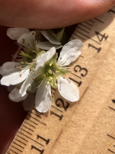 Amelanchier stolonifera