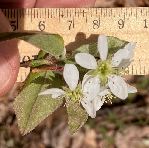 Amelanchier stolonifera