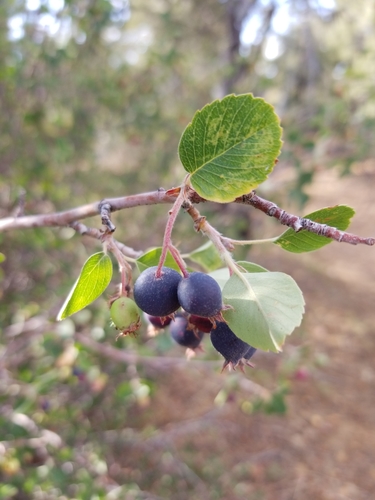 Amelanchier utahensis