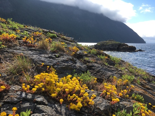 Amerosedum lanceolatum