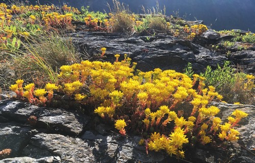 Amerosedum lanceolatum