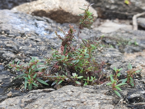 Ammannia baccifera