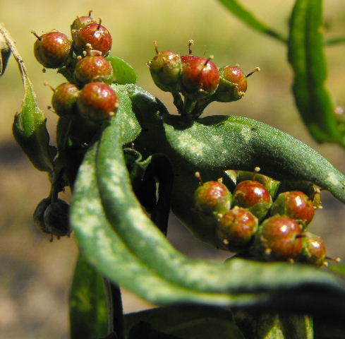 Ammannia multiflora