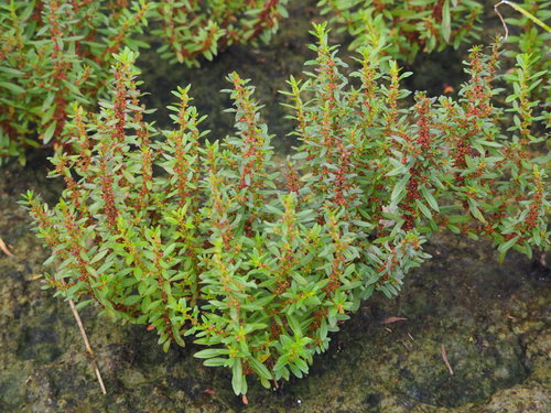 Lythraceae