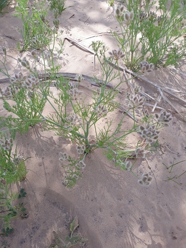 Ammodaucus leucotrichus