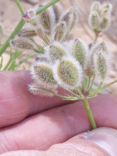 Ammodaucus leucotrichus