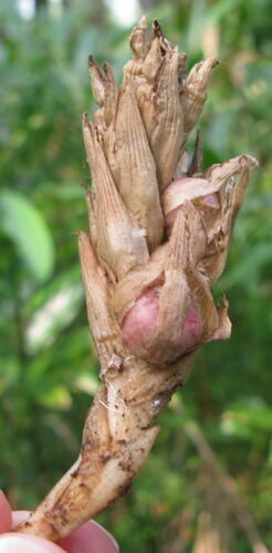 Amomum compactum