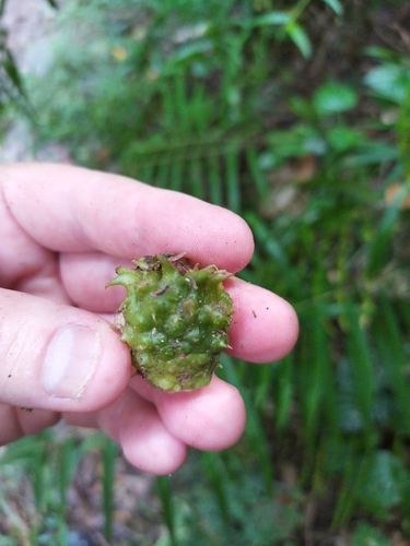 Amomum dallachyi