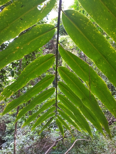Amomum dallachyi
