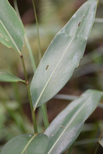 Amomum muricarpum