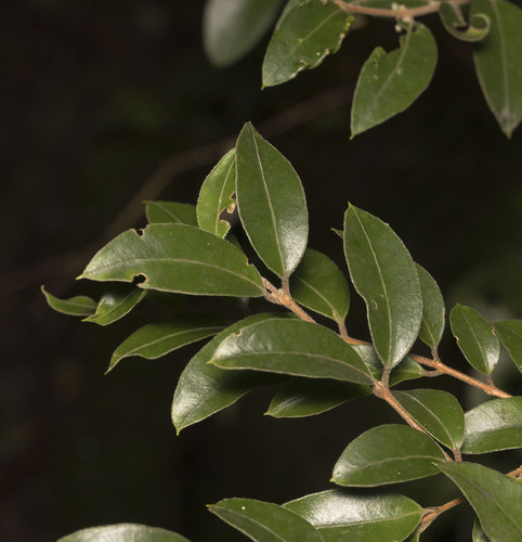 Amomyrtus luma
