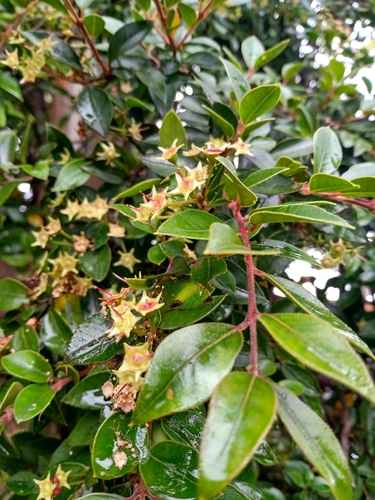 Amomyrtus luma