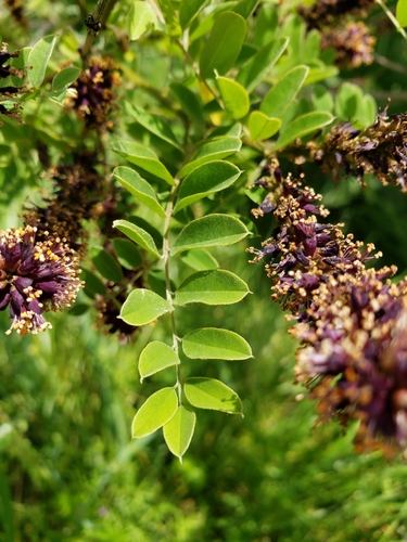Amorpha fruticosa