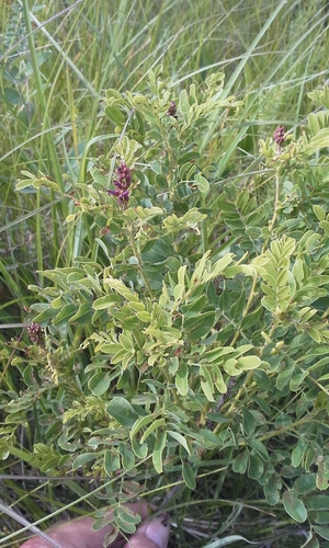 Amorpha nana