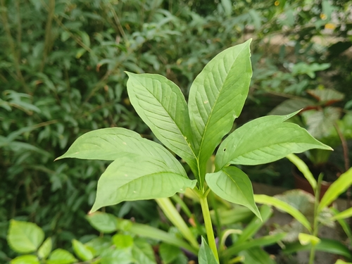 Amorphophallus albus
