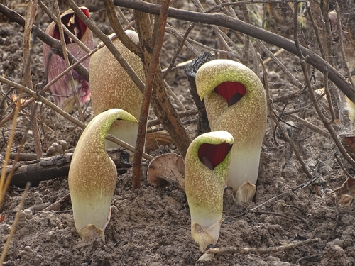 Amorphophallus dracontioides