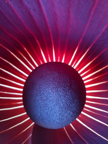 Amorphophallus dracontioides