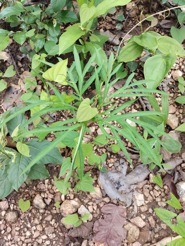 Amorphophallus margaritifer