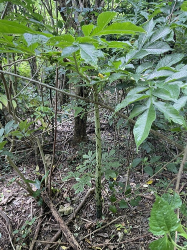 Amorphophallus paeoniifolius
