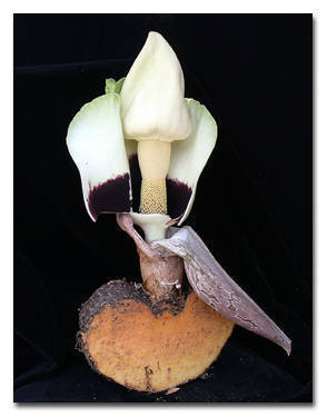 Amorphophallus prainii