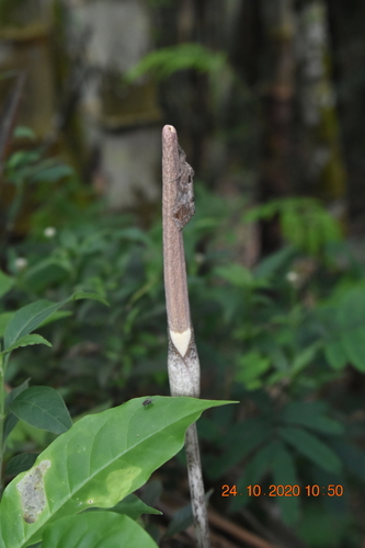 Amorphophallus variabilis