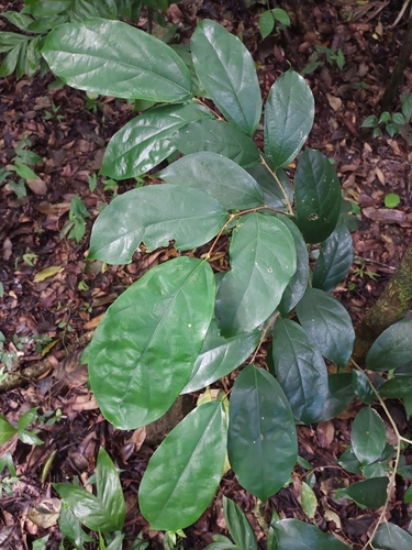 Ampelocera hottlei