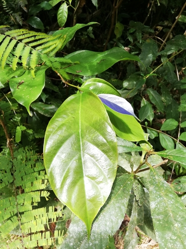 Ampelocera hottlei