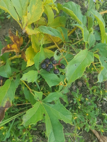 Ampelocissus multistriata