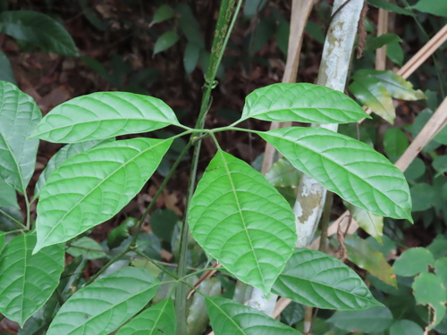 Ampelocissus polystachya