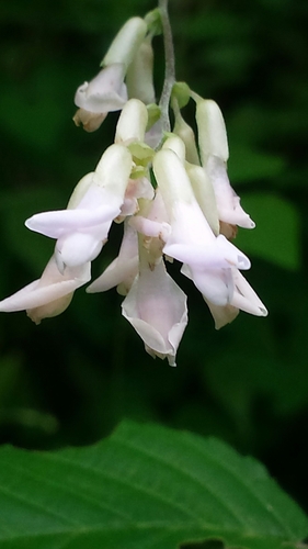 Amphicarpaea bracteata