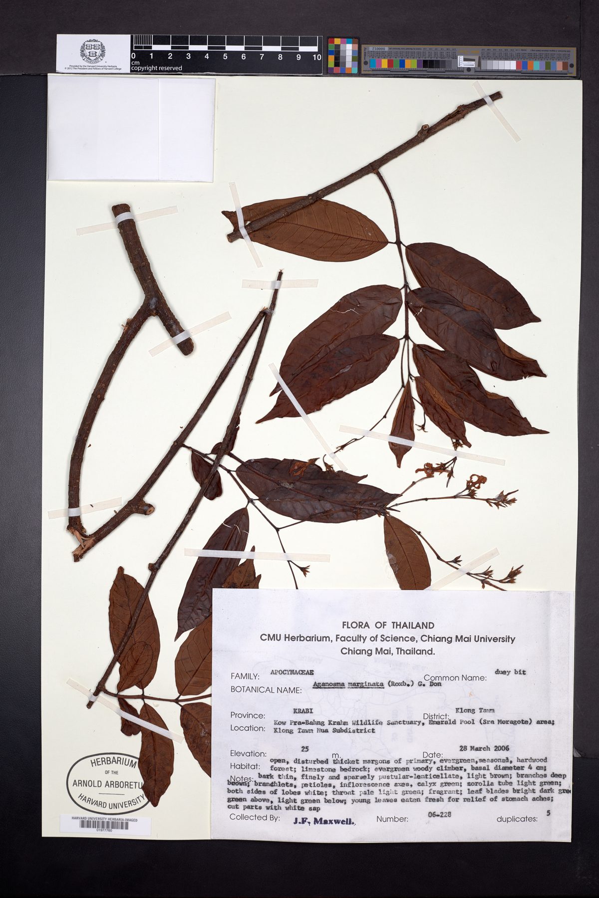 Amphineurion marginatum