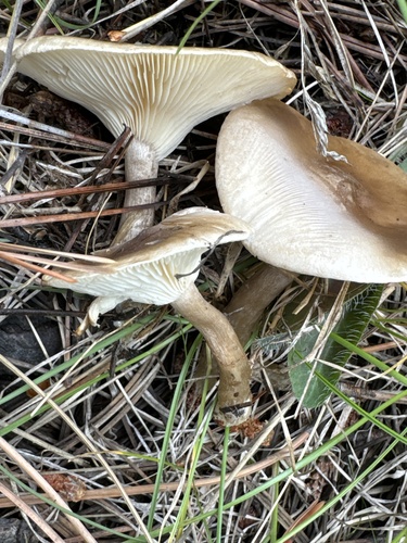Ampulloclitocybe clavipes