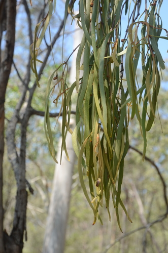 Amyema bifurcata