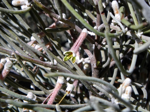 Amyema gibberula